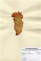 藏品(楔基角叉藻)的圖片